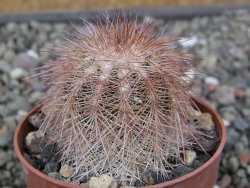 Echinocereus baileyi DJF 1327 Medicine Park, květináč 6,5 cm - 12411506