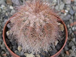 Echinocereus baileyi DJF 1327 Medicine Park, květináč 6,5 cm - 12411507