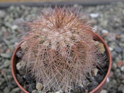 Echinocereus baileyi DJF 1327 Medicine Park, květináč 6,5 cm - 12411508