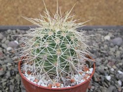 Echinocereus coccineus, květináč 6,5 cm