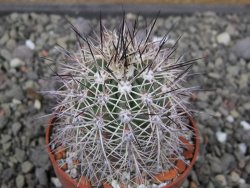 Echinocereus coccineus, květináč 6,5 cm - 12411514