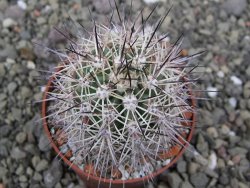 Echinocereus coccineus, květináč 6,5 cm - 12411515