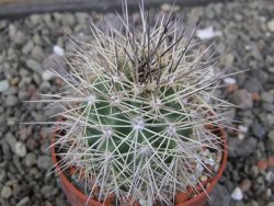 Echinocereus coccineus, květináč 6,5 cm - 12411517
