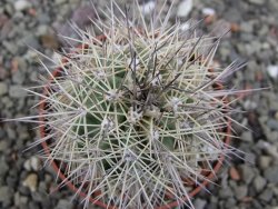 Echinocereus coccineus, květináč 6,5 cm - 12411518