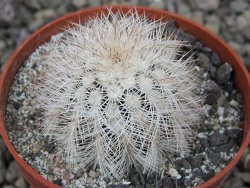 Echinocereus baileyi albispinus pot 6,5 cm - 12411520