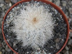 Echinocereus baileyi albispinus pot 6,5 cm - 12411524