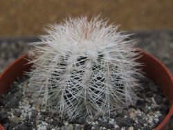 Echinocereus baileyi albispinus pot 6,5 cm - 12411528