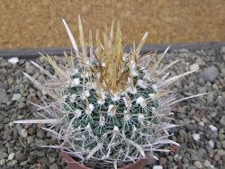 Echinofossulocactus erectocentrus El Potosí XL, květináč 6,5 cm - 12411529