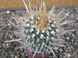 Echinofossulocactus erectocentrus El Potosí XL, květináč 6,5 cm - 12411530
