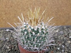 Echinofossulocactus erectocentrus El Potosí XL, květináč 6,5 cm - 12411532