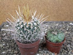 Echinofossulocactus erectocentrus El Potosí XL, květináč 6,5 cm - 12411535