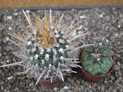 Echinofossulocactus erectocentrus El Potosí XL, květináč 6,5 cm - 12411536