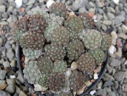 Puna bonniae pot 5,5 cm - 12411537