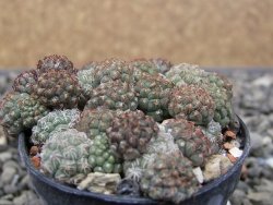 Puna bonniae pot 5,5 cm - 12411539