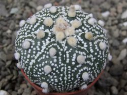 Astrophytum Hanazano Kabuto B pot 5,5 cm - 12411541
