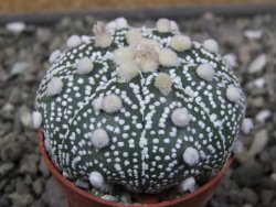 Astrophytum Hanazano Kabuto B pot 5,5 cm - 12411544