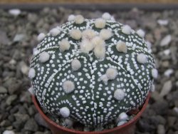 Astrophytum Hanazano Kabuto B pot 5,5 cm - 12411545