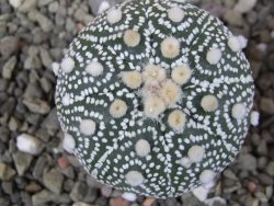 Astrophytum Hanazano Kabuto B pot 5,5 cm - 12411546