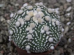 Astrophytum Hanazano Kabuto B pot 5,5 cm - 12411547