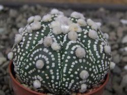 Astrophytum Hanazano Kabuto B pot 5,5 cm - 12411548