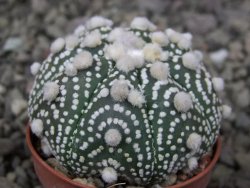 Astrophytum Hanazano Kabuto B pot 5,5 cm