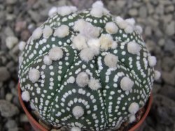 Astrophytum Hanazano Kabuto B pot 5,5 cm - 12411550