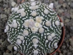 Astrophytum Hanazano Kabuto B pot 5,5 cm - 12411551