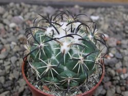 Coryphantha tripugionacantha PP1012 Tepetatita Zac. pot 5,5 cm