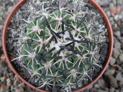 Coryphantha tripugionacantha PP1012 Tepetatita Zac. pot 6,5 cm - 12411556