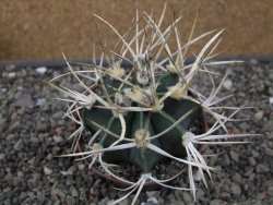Astrophytum " Buffalo " pot 8 cm - 12411564