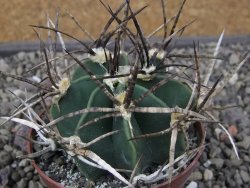 Astrophytum " Buffalo " pot 8 cm