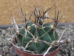 Astrophytum " Buffalo " pot 8 cm - 12411568