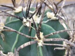 Astrophytum " Buffalo " pot 8 cm - 12411569