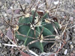 Astrophytum " Buffalo " pot 8 cm - 12411570