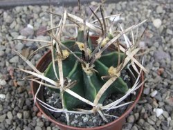 Astrophytum " Buffalo " pot 8 cm - 12411571