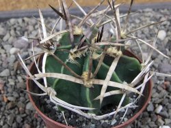 Astrophytum " Buffalo " pot 8 cm - 12411572