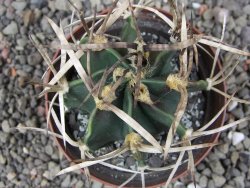 Astrophytum " Buffalo " pot 8 cm - 12411574