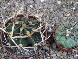Astrophytum " Buffalo " pot 8 cm - 12411576