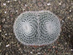 Mammillaria morganiana XL, pot 9 cm - 12411577