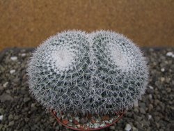 Mammillaria morganiana XL, pot 9 cm