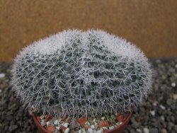 Mammillaria morganiana XL, pot 9 cm - 12411579
