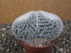 Mammillaria morganiana XL, pot 9 cm - 12411580