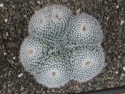 Mammillaria morganiana XXL, květináč 12 cm - 12411582