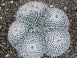 Mammillaria morganiana XXL, květináč 12 cm