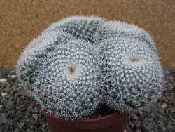 Mammillaria morganiana XXL, květináč 12 cm - 12411584