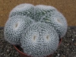 Mammillaria morganiana XXL, květináč 12 cm - 12411585
