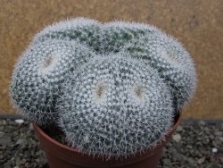 Mammillaria morganiana XXL, květináč 12 cm - 12411586