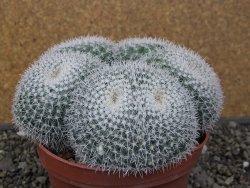 Mammillaria morganiana XXL, květináč 12 cm - 12411587