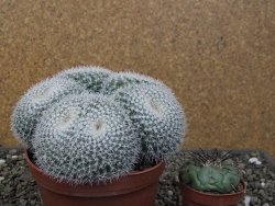 Mammillaria morganiana XXL, květináč 12 cm - 12411588