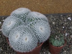 Mammillaria morganiana XXL, květináč 12 cm - 12411589